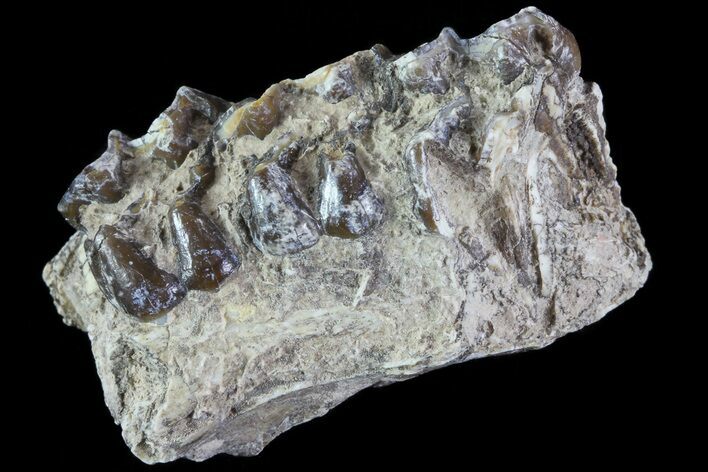 Oligocene Horse (Mesohippus) Jaw Section #81487